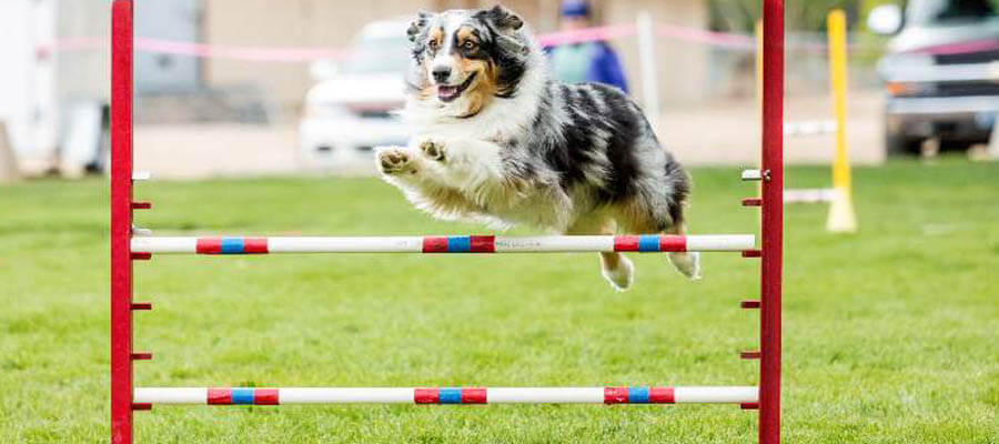 The Best Dog Training Tools and Accessories to Use